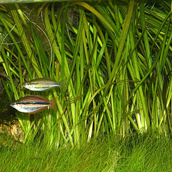 eel grass